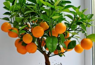 Kaip auginti ir prižiūrėti mandarinus namuose