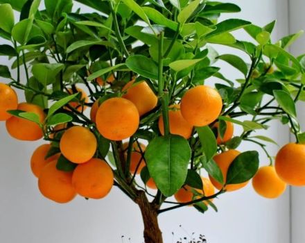 Com créixer i tenir cura de les mandarines a casa