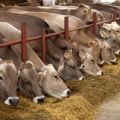 In which region of Russia is meat and dairy production and top 10 breeds developed?