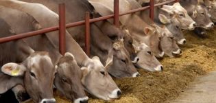 In which region of Russia is meat and dairy production and top 10 breeds developed?