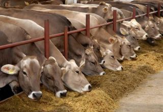 Sản xuất thịt và sữa và 10 giống bò hàng đầu phát triển ở vùng nào của Nga?