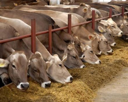 Millä Venäjän alueella liha- ja maitotuotantoa ja kymmenen suosituinta rodua kehitetään?