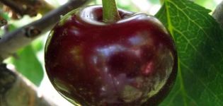 A Melitopol desszert cseresznyefajta leírása és jellemzői, ültetés és gondozás