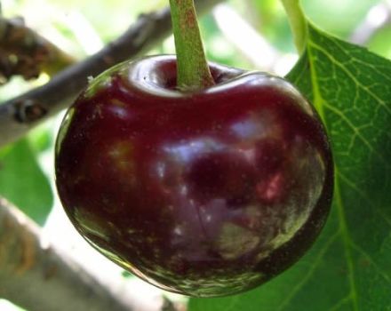 Opis i karakteristike sorte desertnih trešanja u Melitopolu, sadnja i njega