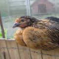 Beschreibung und Merkmale der Haltung von Hühnern der Super Harko-Rasse
