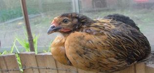 Beschreibung und Merkmale der Haltung von Hühnern der Super Harko-Rasse