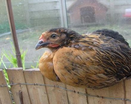 Beskrivning och funktioner för att hålla kycklingar av rasen Super Harko