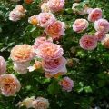 Karakteristike i opis sorte ruža Abraham Derby, uzgoj i njega