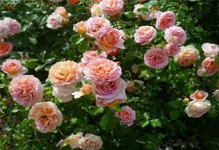 Abraham Derby rožu šķirnes raksturojums un apraksts, audzēšana un kopšana