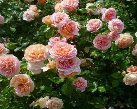 Características y descripción de la variedad de rosa Abraham Derby, cultivo y cuidado.