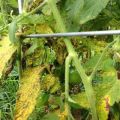 Treatment and prevention of fusarium wilt of tomatoes