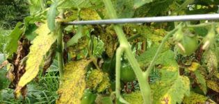 Treatment and prevention of fusarium wilt of tomatoes