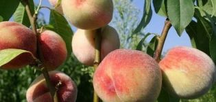 Description of the best peach varieties for the Moscow region, planting and care in the open field