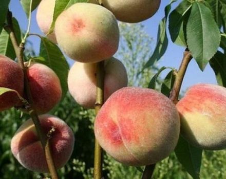 Beschrijving van de beste variëteiten van perziken voor de regio Moskou, planten en verzorgen in het open veld