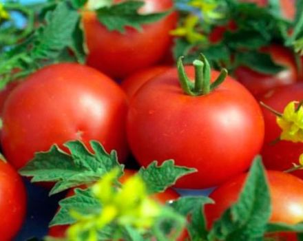 Merkmale der Sorte Tomatenpolonaise und ihre Beschreibung