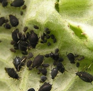 Paano haharapin ang aphids sa mga beets na may mga remedyo ng katutubong