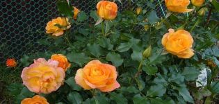 Opis i karakteristike ruže Sahare, suptilnosti uzgoja