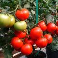 Mitä tarkoittaa semi-determinantti-tomaatti, kasvihuoneiden ja kasvihuoneiden lajikkeet?