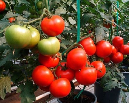 What does semi-determinant tomatoes mean, varieties for greenhouses and greenhouses