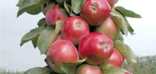 Beskrivning och särdrag för det kolonnära äpplet Valuta, odling i regionerna, plantering och vård