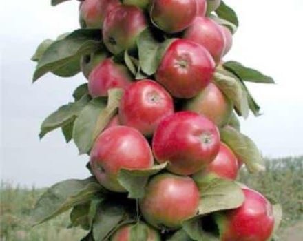 Sütunlu elmanın tanımı ve özellikleri Para birimi, bölgelerde yetiştirme, dikim ve bakım