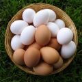 Per què els ous de pollastre són blancs i marrons, el que determina el color