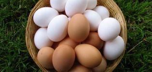 Warum Hühnereier weiß und braun sind, was bestimmt die Farbe