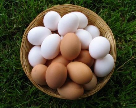 Kodėl vištienos kiaušiniai yra balti ir rudi, kas lemia spalvą