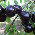 Description of the cherry variety Shokoladnitsa, pollinators, planting and care