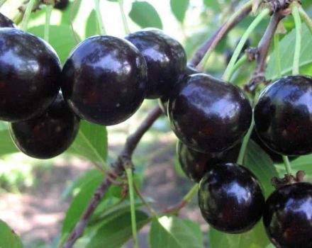 Description of the cherry variety Shokoladnitsa, pollinators, planting and care