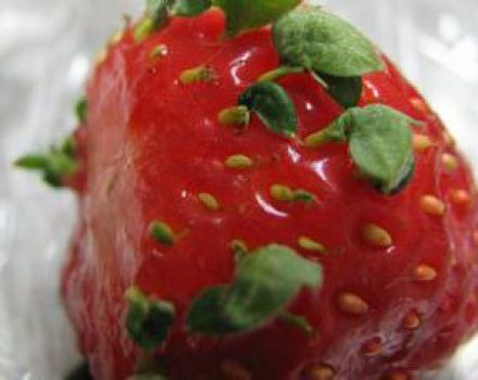 Wie man Erdbeeren aus Samen für Setzlinge zu Hause anbaut