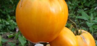 Aşkabat'ın kalbi domates çeşidinin tanımı ve özellikleri