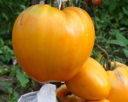 Popis odrůdy rajčat Heart of Ashgabat a její vlastnosti