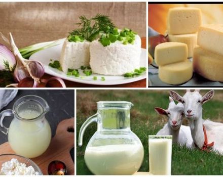 Co można zrobić ze świeżego mleka koziego, 7 najlepszych przepisów kulinarnych
