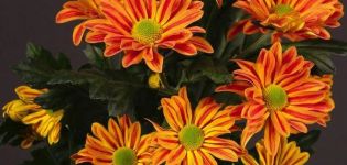 Features and description of Jordi's bush chrysanthemums, planting and care