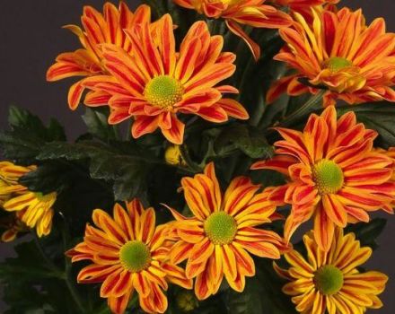 Đặc điểm và mô tả về hoa cúc bụi của Jordi, cách trồng và chăm sóc