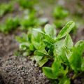 Πώς να φυτέψετε οξαλίδα και να το φροντίσετε στο ανοιχτό χωράφι, πώς να το ταΐσετε μετά το κόψιμο