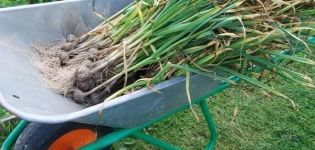 When is it necessary to dig up winter garlic in the Leningrad Region?