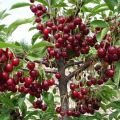 Is it possible to grow a cherry from a stone at home and how to care for a seedling