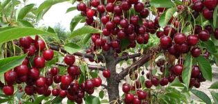 Is it possible to grow a cherry from a stone at home and how to care for a seedling