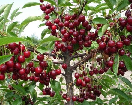Ar įmanoma namuose auginti vyšnias iš akmens ir kaip prižiūrėti sodinuką