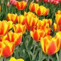 Paglalarawan at katangian ng iba't ibang tulip na Apeldoorn, pagtatanim at paglilinang