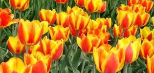 Descrizione e caratteristiche della varietà di tulipani Apeldoorn, impianto e coltivazione