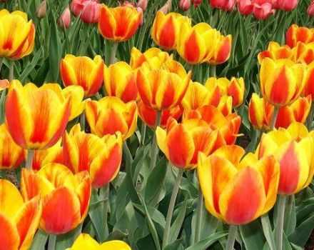 Descrizione e caratteristiche della varietà di tulipani Apeldoorn, impianto e coltivazione