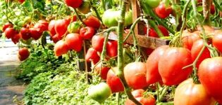 Description and characteristics of the tomato variety Sir Elian, its yield