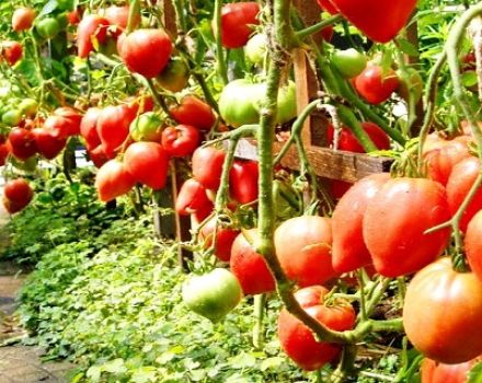 Beskrivning och egenskaper hos tomatsorten Sir Elian, dess utbyte