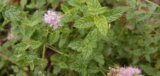 Description of the strawberry mint variety, recommendations for growing and care