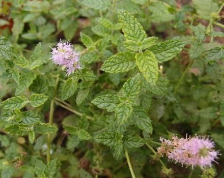Description of the strawberry mint variety, recommendations for growing and care
