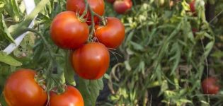Opis sorte rajčice Tyler, njegove karakteristike i prinos