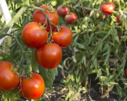 Beschrijving van de tomatenvariëteit Tyler, zijn kenmerken en opbrengst
